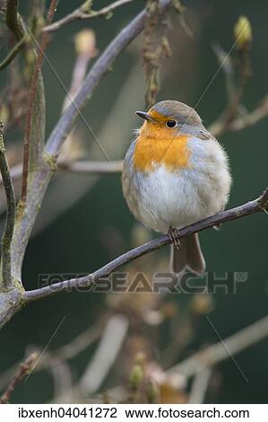 "Robin or European Robin (Erithacus rubecula), Emsland, Lower Saxony, Germany, Europe" View Large Photo Image Stock Image - "Robin or European Robin (Erithacus rubecula), Emsland, Lower Saxony, Germany, Europe". Fotosearch