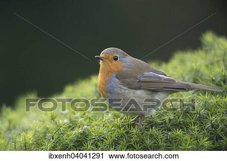 "Robin or European Robin (Erithacus rubecula), Emsland, Lower Saxony, Germany, Europe" View Large Photo Image Stock Image - "Robin or European Robin (Erithacus rubecula), Emsland, Lower Saxony, Germany, Europe". Fotosearch