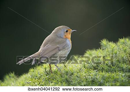 "Robin or European Robin (Erithacus rubecula), Emsland, Lower Saxony, Germany, Europe" View Large Photo Image Stock Image - "Robin or European Robin (Erithacus rubecula), Emsland, Lower Saxony, Germany, Europe". Fotosearch