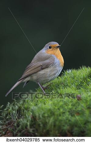 "Robin or European Robin (Erithacus rubecula), Emsland, Lower Saxony, Germany, Europe" View Large Photo Image Stock Photography - "Robin or European Robin (Erithacus rubecula), Emsland, Lower Saxony, Germany, Europe". Fotosearch