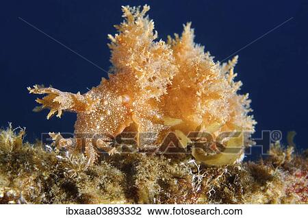 "Robust frond-aeolis nudibranch (Dendronotus robustus), Sea of Japan, Primorsky Krai, Russian Far East, Russian Federation" View Large Photo Image Stock Image - "Robust frond-aeolis nudibranch (Dendronotus robustus), Sea of Japan, Primorsky Krai, Russian Far East, Russian Federation". Fotosearch