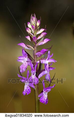 Stock Image - Robust Marsh-orchid (Dactylorhiza elata). Fotosearch