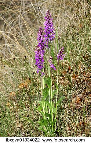Robust Marsh-orchid (Dactylorhiza elata) View Large Photo Image Stock Image - Robust Marsh-orchid (Dactylorhiza elata). Fotosearch