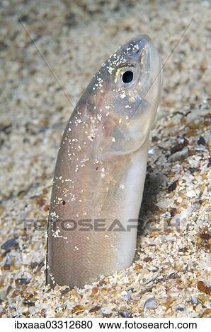"Roche's snake blenny (Ophidion rochei), Black Sea, Crimea, Ukraine, Europe" View Large Photo Image Stock Image - "Roche's snake blenny (Ophidion rochei), Black Sea, Crimea, Ukraine, Europe". Fotosearch