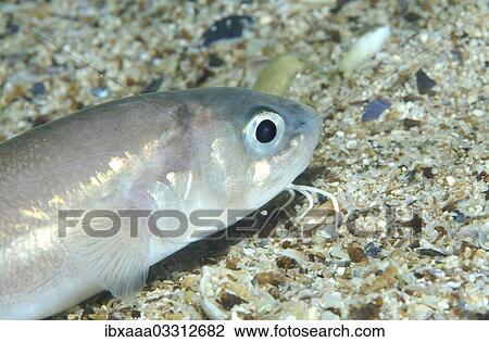 "Roche's Snake Blenny (Ophidion rochei), Black Sea, Crimea, Crimea, Ukraine, Europe" View Large Photo Image Stock Image - "Roche's Snake Blenny (Ophidion rochei), Black Sea, Crimea, Crimea, Ukraine, Europe". Fotosearch
