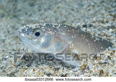 "Roche's Snake Blenny (Ophidion rochei), Black Sea, Crimea, Ukraine, Europe" View Large Photo Image Stock Photograph - "Roche's Snake Blenny (Ophidion rochei), Black Sea, Crimea, Ukraine, Europe". Fotosearch