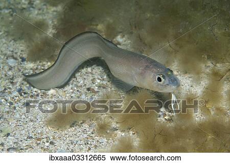 "Roche's Snake Blenny (Ophidion rochei), Black Sea, Crimea, Ukraine, Europe" View Large Photo Image Stock Photography - "Roche's Snake Blenny (Ophidion rochei), Black Sea, Crimea, Ukraine, Europe". Fotosearch