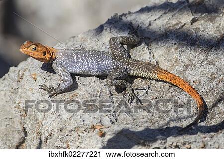 "Rock agame (Agama planiceps), male, Etosha National Park, Namibia, Africa" View Large Photo Image Stock Image - "Rock agame (Agama planiceps), male, Etosha National Park, Namibia, Africa". Fotosearch