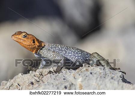 "Rock agame (Agama planiceps), male, Etosha National Park, Namibia, Africa" View Large Photo Image Stock Photo - "Rock agame (Agama planiceps), male, Etosha National Park, Namibia, Africa". Fotosearch