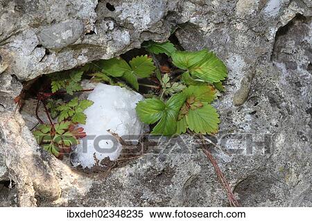 "Rock crystals in a cave, Allgaeu region, Bavaria, Germany, Europe" View Large Photo Image Stock Photography - "Rock crystals in a cave, Allgaeu region, Bavaria, Germany, Europe". Fotosearch