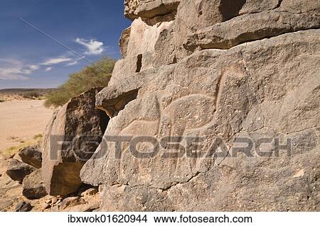 Picture - "Rock engravings in the Wadi Mathendous, giraffe, Wadi Barjuj, stone desert, Libya, Sahara, North Africa, Africa". Fotosearch