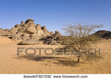 "Rock formations in the Libyan Desert, Acacia, Akakus Mountains, Libya, North Africa, Africa" View Large Photo Image Stock Image - "Rock formations in the Libyan Desert, Acacia, Akakus Mountains, Libya, North Africa, Africa". Fotosearch