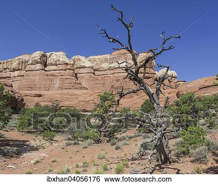 "Rock formations, Needles, Monticello, Utah, United States, North America" View Large Photo Image Stock Photograph - "Rock formations, Needles, Monticello, Utah, United States, North America". Fotosearch