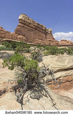 "Rock formations, Needles, Monticello, Utah, United States, North America" View Large Photo Image Stock Photography - "Rock formations, Needles, Monticello, Utah, United States, North America". Fotosearch