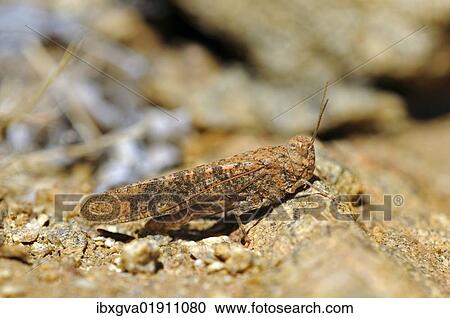 Stock Image - "Rock Grasshopper (Conistica saucia) in perfect camouflage to the colour of the surrounding rocky terrain, Goegap Nature Reserve, Namaqualand, South Africa, Africa". Fotosearch
