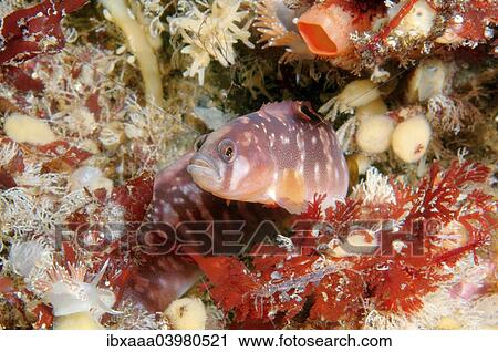 "Rock Gunnel (Pholis gunnellus), White Sea, Russia, Europe" View Large Photo Image Stock Image - "Rock Gunnel (Pholis gunnellus), White Sea, Russia, Europe". Fotosearch