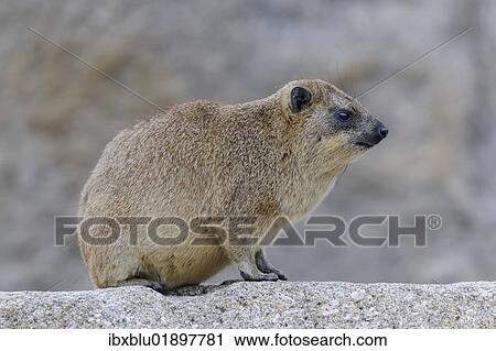Rock Hyrax or Cape Hyrax (Procavia capensis) View Large Photo Image Stock Image - Rock Hyrax or Cape Hyrax (Procavia capensis). Fotosearch