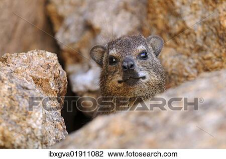 "Rock Hyrax or Cape Hyrax (Procavia capensis) looking out from between rocks, Goegap Nature Reserve, Namaqualand, South Africa, Africa" View Large Photo Image Stock Image - "Rock Hyrax or Cape Hyrax (Procavia capensis) looking out from between rocks, Goegap Nature Reserve, Namaqualand, South Africa, Africa". Fotosearch