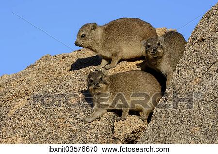 Stock Image - "Rock Hyrax or Cape Hyrax (Procavia capensis) basking in the sun on a rock, Erongo Region, Namibia, Africa". Fotosearch
