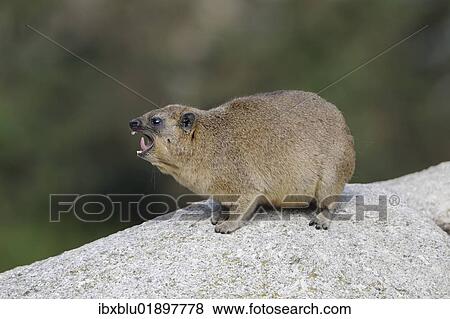 Rock Hyrax or Cape Hyrax (Procavia capensis) View Large Photo Image Stock Photo - Rock Hyrax or Cape Hyrax (Procavia capensis). Fotosearch