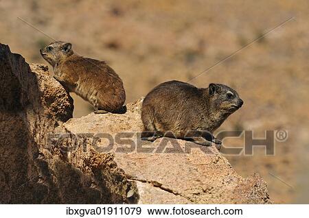 "Rock Hyrax or Cape Hyrax (Procavia capensis), mother and cub, Goegap Nature Reserve, Namaqualand, South Africa, Africa" View Large Photo Image Stock Photo - "Rock Hyrax or Cape Hyrax (Procavia capensis), mother and cub, Goegap Nature Reserve, Namaqualand, South Africa, Africa". Fotosearch