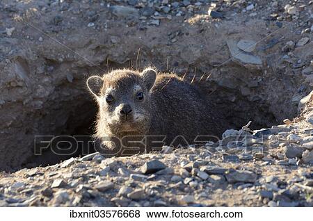 "Rock Hyrax or Cape Hyrax (Procavia capensis), Erongo Region, Namibia, Africa" View Large Photo Image Stock Photo - "Rock Hyrax or Cape Hyrax (Procavia capensis), Erongo Region, Namibia, Africa". Fotosearch