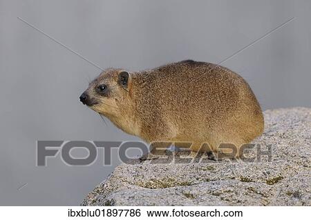 Rock Hyrax or Cape Hyrax (Procavia capensis) View Large Photo Image Stock Photograph - Rock Hyrax or Cape Hyrax (Procavia capensis). Fotosearch