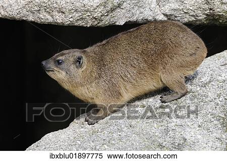Rock Hyrax or Cape Hyrax (Procavia capensis) View Large Photo Image Stock Photography - Rock Hyrax or Cape Hyrax (Procavia capensis). Fotosearch