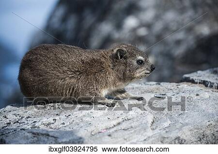 "Rock Hyrax or Dassi (Procavia capensis), Table Mountain, Western Cape, South Africa, Africa" View Large Photo Image Stock Photography - "Rock Hyrax or Dassi (Procavia capensis), Table Mountain, Western Cape, South Africa, Africa". Fotosearch