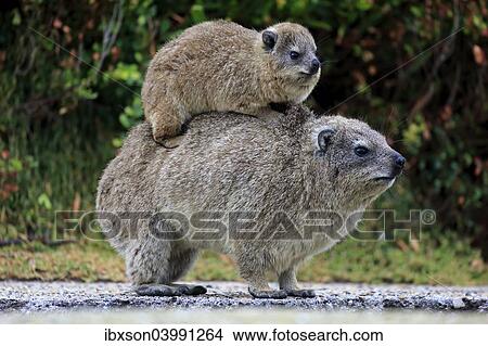 "Rock Hyrax (Procavia capensis) adult female with young on back, social behavior, Betty's Bay, Western Cape, South Africa, Africa" View Large Photo Image Picture - "Rock Hyrax (Procavia capensis) adult female with young on back, social behavior, Betty's Bay, Western Cape, South Africa, Africa". Fotosearch