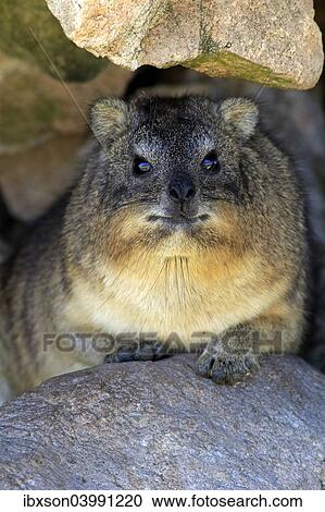 "Rock Hyrax (Procavia capensis), adult at burrow, Betty's Bay, Western Cape, South Africa, Africa" View Large Photo Image Stock Image - "Rock Hyrax (Procavia capensis), adult at burrow, Betty's Bay, Western Cape, South Africa, Africa". Fotosearch
