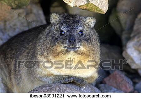"Rock Hyrax (Procavia capensis), adult at burrow, Betty's Bay, Western Cape, South Africa, Africa" View Large Photo Image Stock Image - "Rock Hyrax (Procavia capensis), adult at burrow, Betty's Bay, Western Cape, South Africa, Africa". Fotosearch