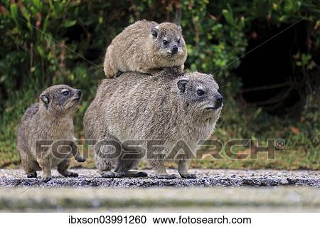 "Rock Hyrax (Procavia capensis) adult female with two young, social behavior, Betty's Bay, Western Cape, South Africa, Africa" View Large Photo Image Stock Image - "Rock Hyrax (Procavia capensis) adult female with two young, social behavior, Betty's Bay, Western Cape, South Africa, Africa". Fotosearch
