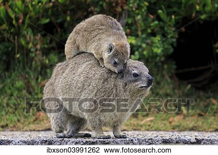 "Rock Hyrax (Procavia capensis) adult female with young on back, social behavior, Betty's Bay, Western Cape, South Africa, Africa" View Large Photo Image Stock Image - "Rock Hyrax (Procavia capensis) adult female with young on back, social behavior, Betty's Bay, Western Cape, South Africa, Africa". Fotosearch