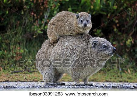 "Rock Hyrax (Procavia capensis) adult female with young on back, social behavior, Betty's Bay, Western Cape, South Africa, Africa" View Large Photo Image Stock Image - "Rock Hyrax (Procavia capensis) adult female with young on back, social behavior, Betty's Bay, Western Cape, South Africa, Africa". Fotosearch