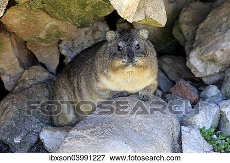 "Rock Hyrax (Procavia capensis), adult at burrow, Betty's Bay, Western Cape, South Africa, Africa" View Large Photo Image Stock Photo - "Rock Hyrax (Procavia capensis), adult at burrow, Betty's Bay, Western Cape, South Africa, Africa". Fotosearch