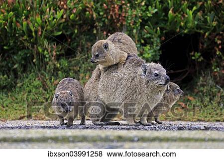 "Rock Hyrax (Procavia capensis) adult female with three young, social behavior, Betty's Bay, Western Cape, South Africa, Africa" View Large Photo Image Stock Photo - "Rock Hyrax (Procavia capensis) adult female with three young, social behavior, Betty's Bay, Western Cape, South Africa, Africa". Fotosearch