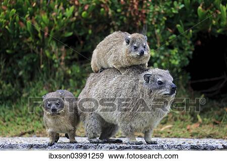 "Rock Hyrax (Procavia capensis) adult female with two young, social behavior, Betty's Bay, Western Cape, South Africa, Africa" View Large Photo Image Stock Photo - "Rock Hyrax (Procavia capensis) adult female with two young, social behavior, Betty's Bay, Western Cape, South Africa, Africa". Fotosearch