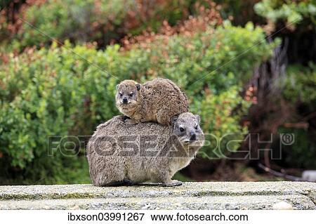 "Rock Hyrax (Procavia capensis) adult female with young on back, social behavior, Betty's Bay, Western Cape, South Africa, Africa" View Large Photo Image Stock Photo - "Rock Hyrax (Procavia capensis) adult female with young on back, social behavior, Betty's Bay, Western Cape, South Africa, Africa". Fotosearch