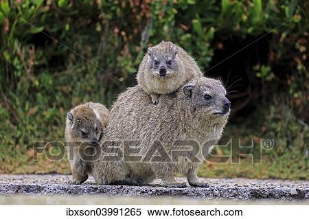 "Rock Hyrax (Procavia capensis) adult female with two young, social behavior, Betty's Bay, Western Cape, South Africa, Africa" View Large Photo Image Stock Photography - "Rock Hyrax (Procavia capensis) adult female with two young, social behavior, Betty's Bay, Western Cape, South Africa, Africa". Fotosearch