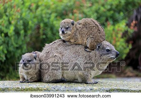 "Rock Hyrax (Procavia capensis), female with two young, social behavior, Betty's Bay, Western Cape, South Africa, Africa" View Large Photo Image Stock Image - "Rock Hyrax (Procavia capensis), female with two young, social behavior, Betty's Bay, Western Cape, South Africa, Africa". Fotosearch