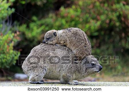 "Rock Hyrax (Procavia capensis), female with young on her back, social behavior, Betty's Bay, Western Cape, South Africa, Africa" View Large Photo Image Stock Image - "Rock Hyrax (Procavia capensis), female with young on her back, social behavior, Betty's Bay, Western Cape, South Africa, Africa". Fotosearch