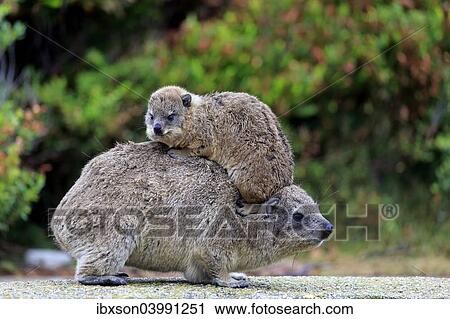 "Rock Hyrax (Procavia capensis), female with young on her back, social behavior, Betty's Bay, Western Cape, South Africa, Africa" View Large Photo Image Stock Image - "Rock Hyrax (Procavia capensis), female with young on her back, social behavior, Betty's Bay, Western Cape, South Africa, Africa". Fotosearch