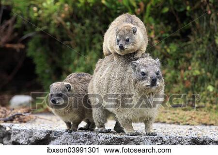 "Rock Hyrax (Procavia capensis), female with young, social behaviour, Betty's Bay, Western Cape, South Africa, Africa" View Large Photo Image Stock Image - "Rock Hyrax (Procavia capensis), female with young, social behaviour, Betty's Bay, Western Cape, South Africa, Africa". Fotosearch