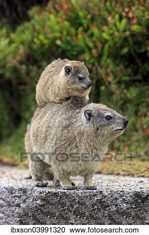 "Rock Hyrax (Procavia capensis), female with young on her back, social behaviour, Betty's Bay, Western Cape, South Africa, Africa" View Large Photo Image Stock Image - "Rock Hyrax (Procavia capensis), female with young on her back, social behaviour, Betty's Bay, Western Cape, South Africa, Africa". Fotosearch