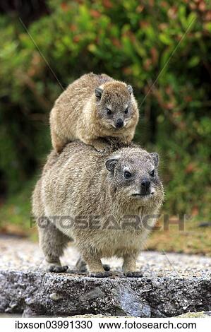"Rock Hyrax (Procavia capensis), female with young on her back, social behaviour, Betty's Bay, Western Cape, South Africa, Africa" View Large Photo Image Stock Image - "Rock Hyrax (Procavia capensis), female with young on her back, social behaviour, Betty's Bay, Western Cape, South Africa, Africa". Fotosearch