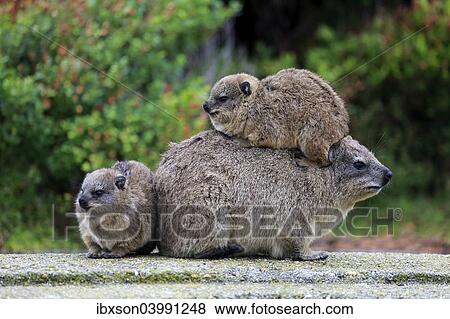 "Rock Hyrax (Procavia capensis), female with two young, social behavior, Betty's Bay, Western Cape, South Africa, Africa" View Large Photo Image Stock Photo - "Rock Hyrax (Procavia capensis), female with two young, social behavior, Betty's Bay, Western Cape, South Africa, Africa". Fotosearch