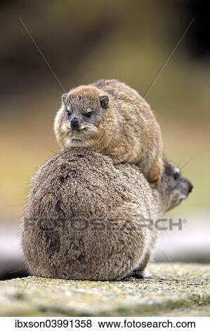 "Rock Hyrax (Procavia capensis), female with young on her back, social behaviour, Betty's Bay, Western Cape, South Africa, Africa" View Large Photo Image Stock Photo - "Rock Hyrax (Procavia capensis), female with young on her back, social behaviour, Betty's Bay, Western Cape, South Africa, Africa". Fotosearch