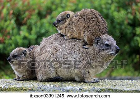 "Rock Hyrax (Procavia capensis), female with two young, social behavior, Betty's Bay, Western Cape, South Africa, Africa" View Large Photo Image Stock Photography - "Rock Hyrax (Procavia capensis), female with two young, social behavior, Betty's Bay, Western Cape, South Africa, Africa". Fotosearch