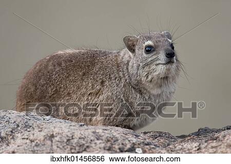 "Rock Hyrax (Procavia capensis), Hwange National Park, Zimbabwe, Africa" View Large Photo Image Stock Photograph - "Rock Hyrax (Procavia capensis), Hwange National Park, Zimbabwe, Africa". Fotosearch